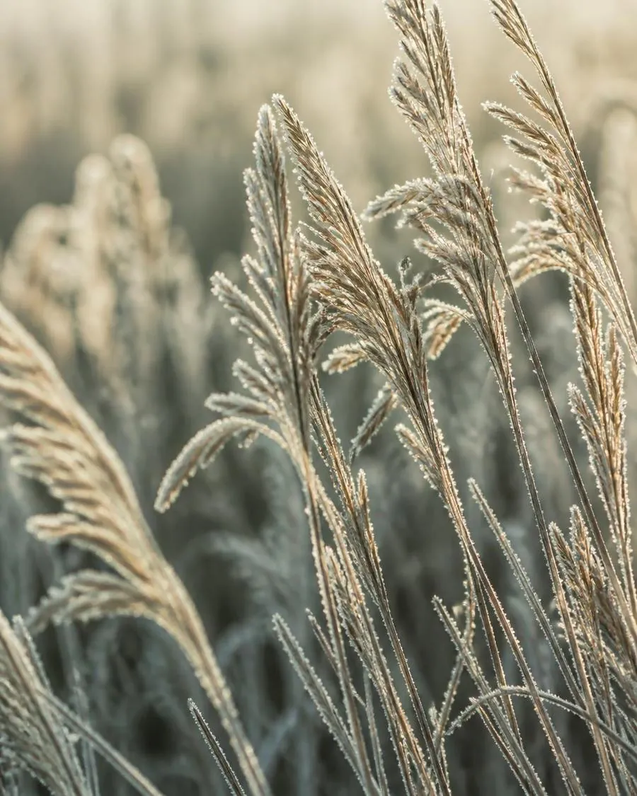 Frost on prairie grass seed heads in soft morning light
