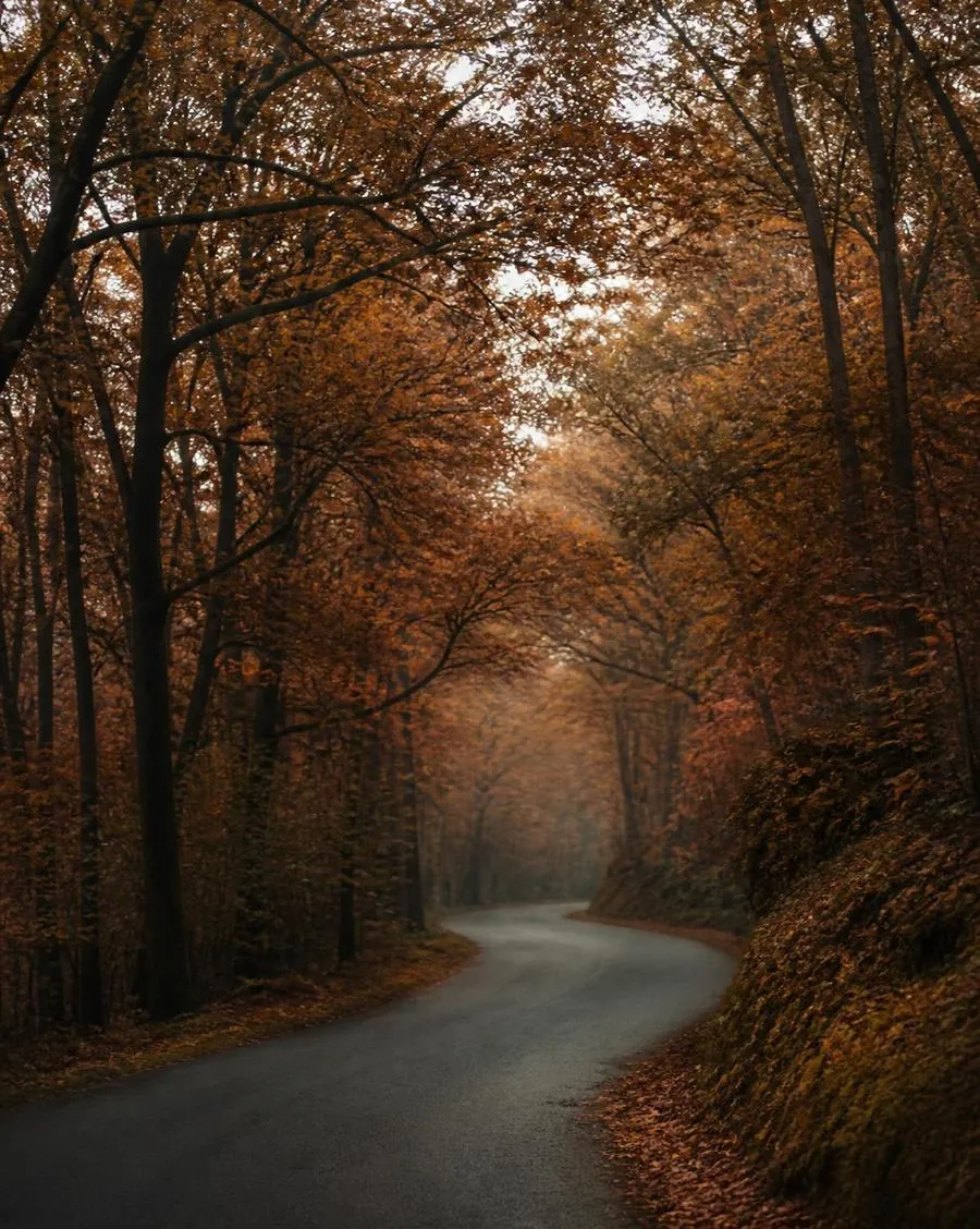 A country road curving through a tunnel of autumn maple trees
